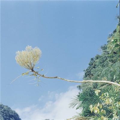十品芝麻官红包版下载